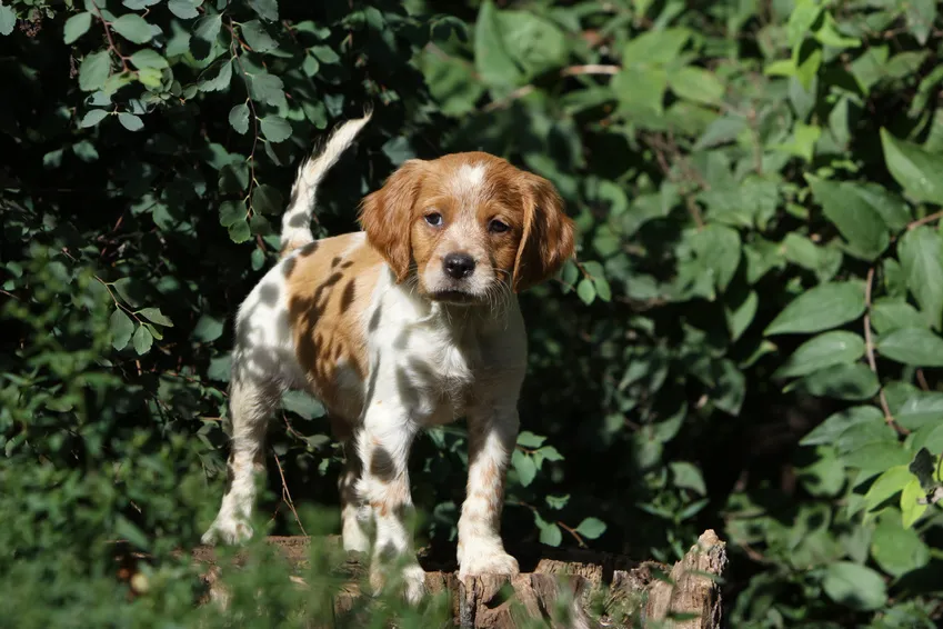 Epagneul Breton: cachorrinho