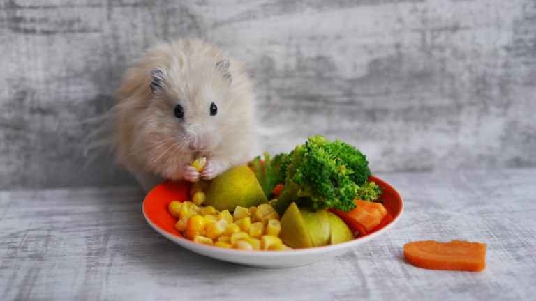 hamster legumes-768×432