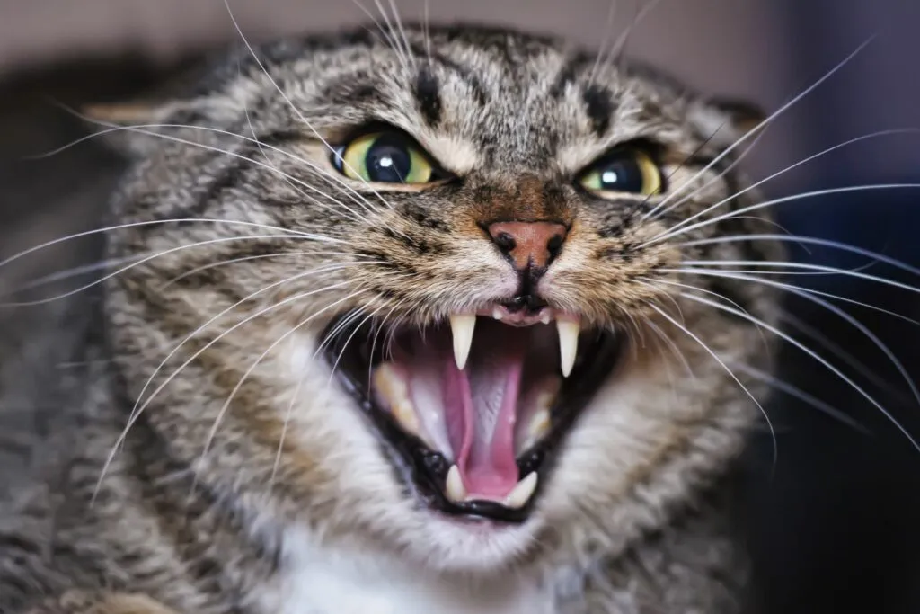 Sons de gatos: Um gato muito zangado ou assustado mostra os dentes e bufa