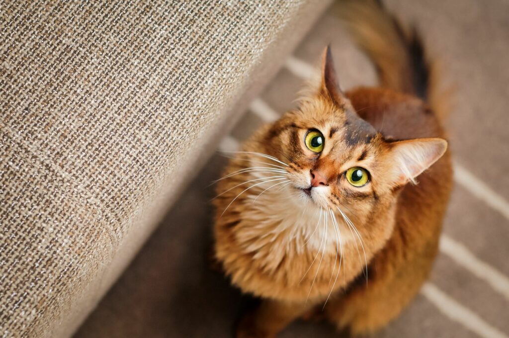 Os sentidos dos gatos: gato cor de laranja sentado junto a um sofá com olhar atento e orelhas em pé