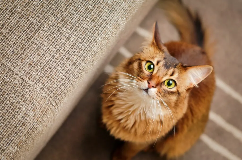 gatos_audição Os sentidos dos gatos: gato cor de laranja sentado junto a um sofá com olhar atento e orelhas em pé
