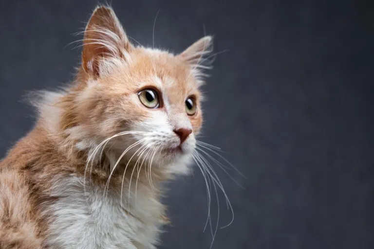sentidos dos gatos Os sentidos dos gatos: conheça melhor o seu gato