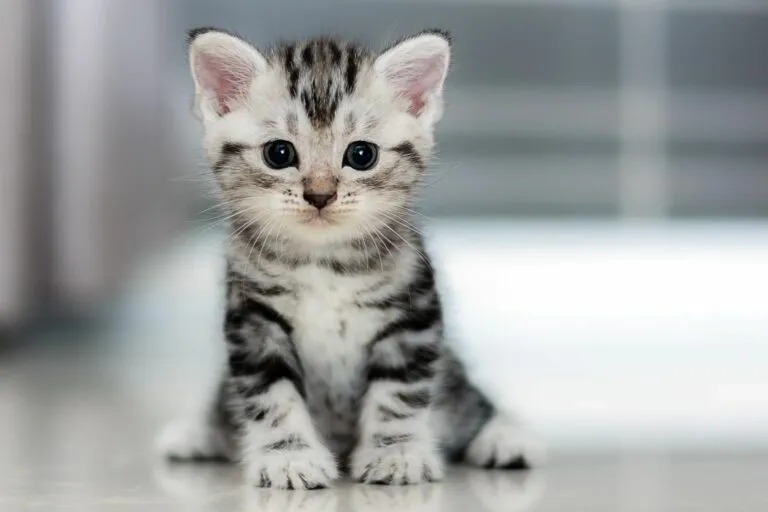 gatinho sentado no chão-768×512 gatinho sentado no chão-768×512