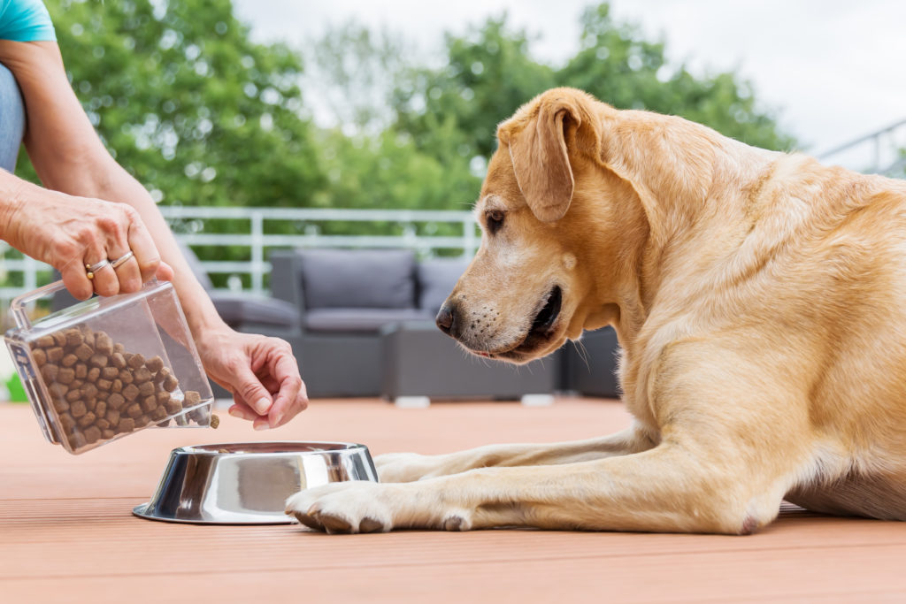 Comida para cães: vantagens da ração seca