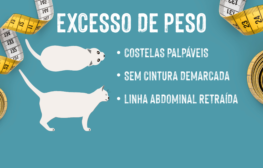 Tem um gato obeso? Avalie o estado do seu gato observando o corpo