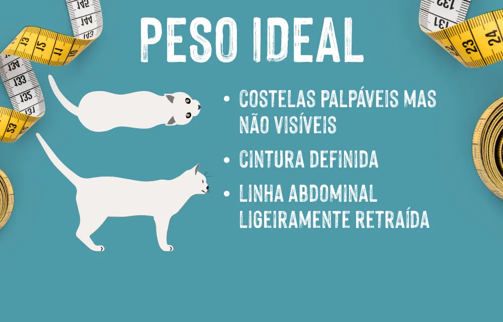2021_03_Overweight_LP_C_Slide6_1000x640_PT (1) Tem um gato obeso? Observe o corpo do seu gato