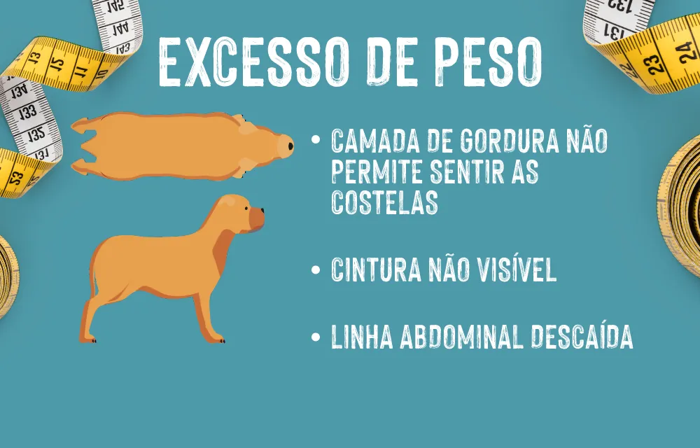 2021_03_Overweight_LP_D_Slide5_1000x640_PT (1) Excesso de peso e obesidade em cães: Identificar o excesso de peso