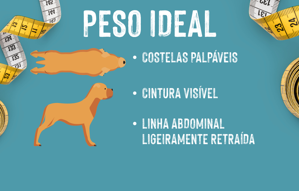 Excesso de peso e obesidade em cães Identifique o peso ideal