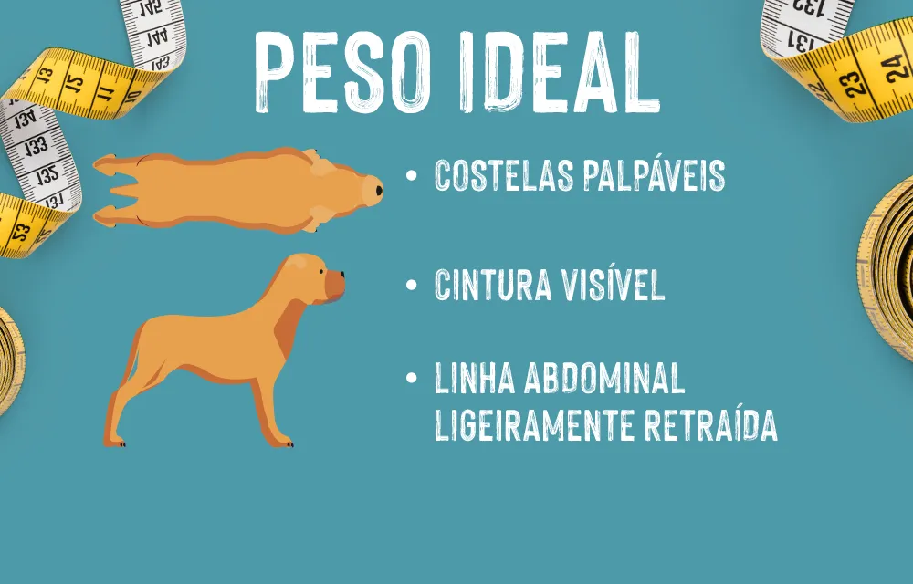 2021_03_Overweight_LP_D_Slide6_1000x640_PT Excesso de peso e obesidade em cães Identifique o peso ideal