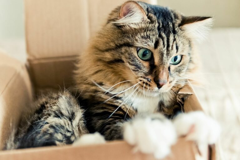 gato caixa cartao-768×512 gato caixa cartao-768×512