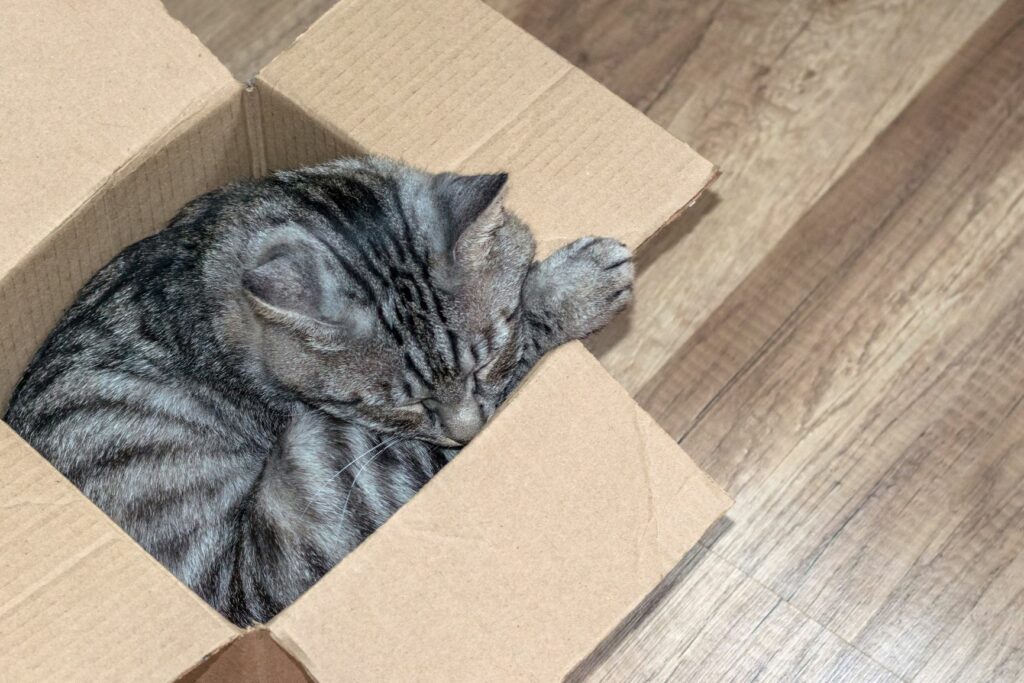 gato dormir caixa cartao-1024×683