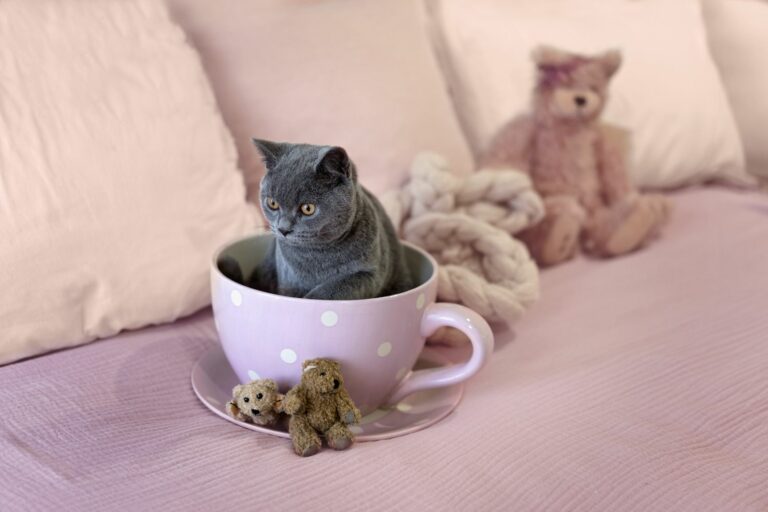 gato teacup-768×512