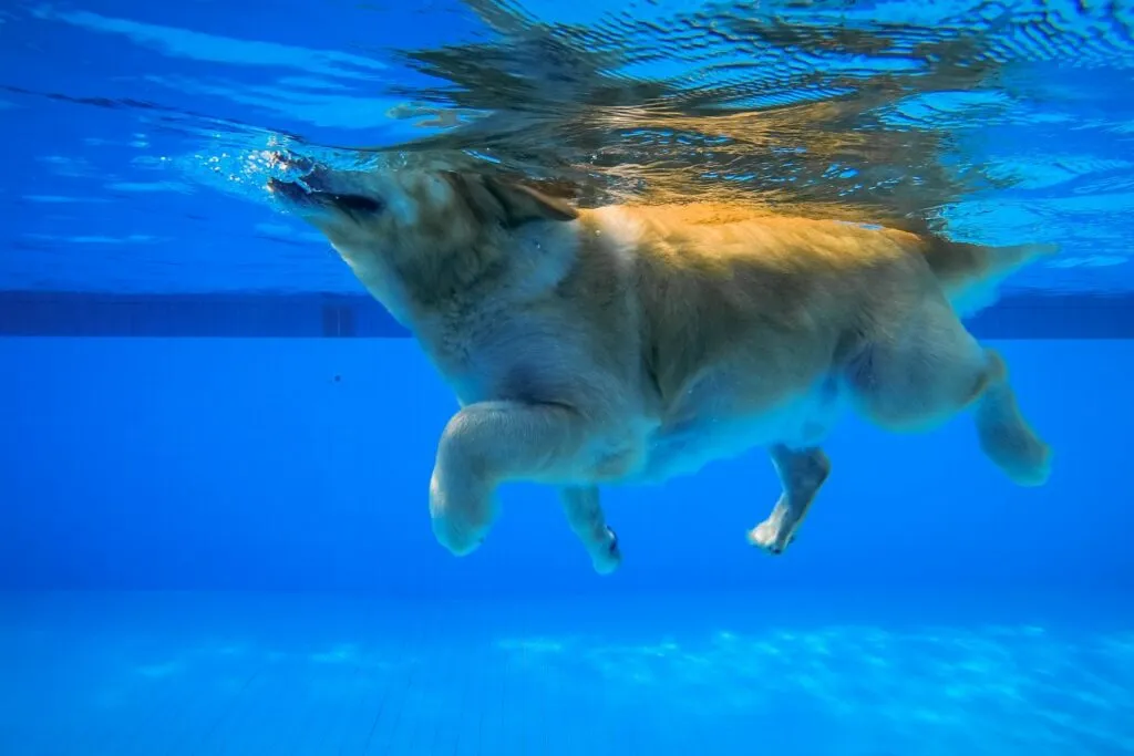 cão piscina-1024×683