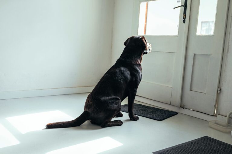 AdobeStock_296314983-768×512 Ansiedade de separação em cães: Na natureza os cães vivem em matilhas e raramente estão sozinhos, por isso eles não se sentem bem quando os donos saem