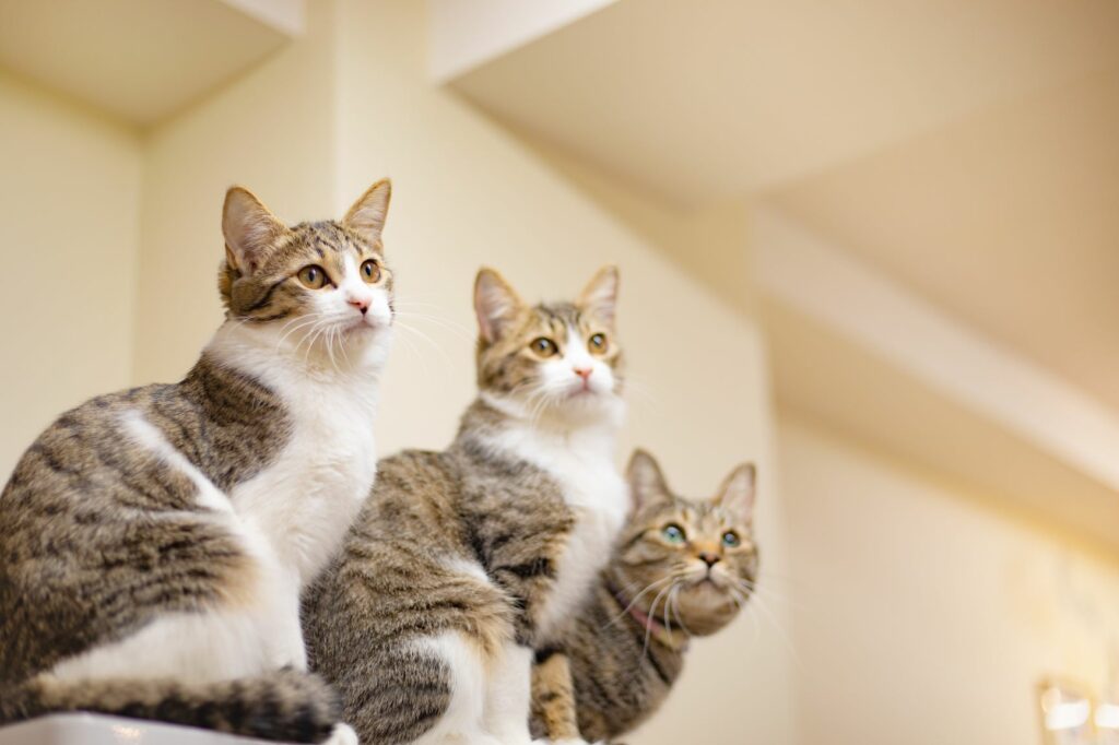 AdobeStock_311292745-Größe-M-1024×682 Giardíase felina: esta doença transmitesse entre gatos, por isso Se um gato infetado viver com outros gatos todos eles devem ser testados para a giardíase.