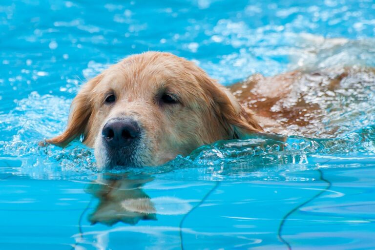 cão nadar focinho fora-768×512