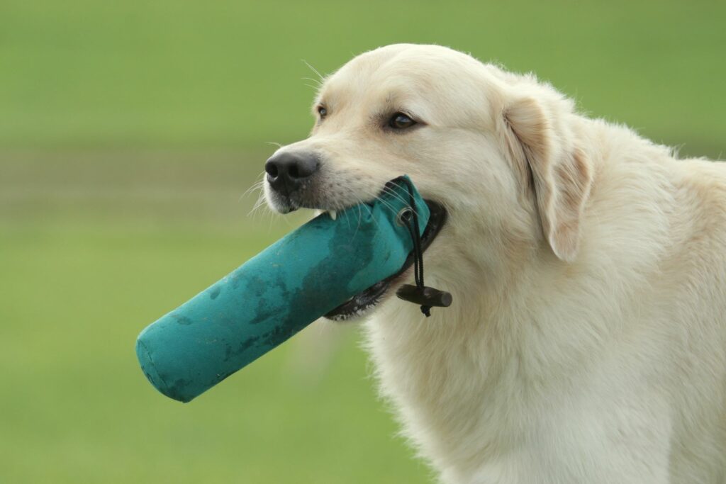 Ansiedade de separação em cães: a prática de desporto ajuda o patudo a acalmar-se