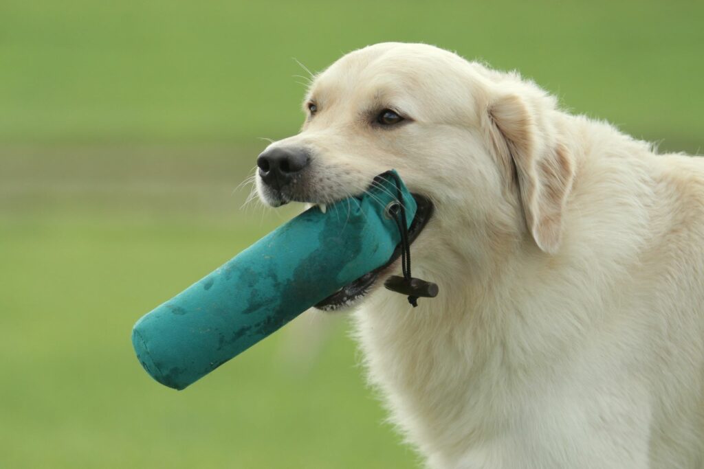 AdobeStock_35876921-1024×683 Ansiedade de separação em cães: a prática de desporto ajuda o patudo a acalmar-se