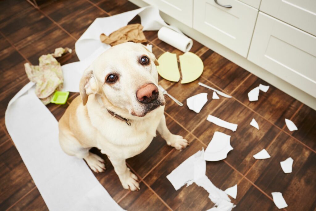AdobeStock_95987109-1024×683 Ansiedade de separação em cães: muitos cães que têm medo de ficar sozinhos apresentam comportamentos indesejados.