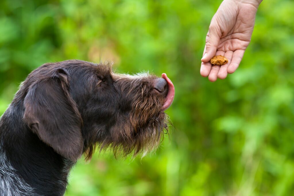 Excesso de peso e obesidade em cães: A causa principal do excesso de peso nos cães é o consumo excessivo de comida e guloseimas