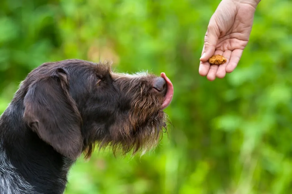 Cão a comer snacks Excesso de peso e obesidade em cães: A causa principal do excesso de peso nos cães é o consumo excessivo de comida e guloseimas