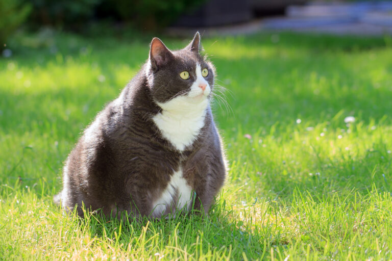 Tem um gato obeso? Em muitos casos é obvio que o gato tem excesso de peso.