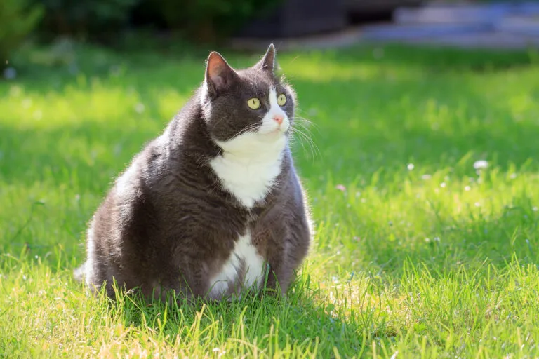 Gato obeso no jardim Tem um gato obeso? Em muitos casos é obvio que o gato tem excesso de peso.