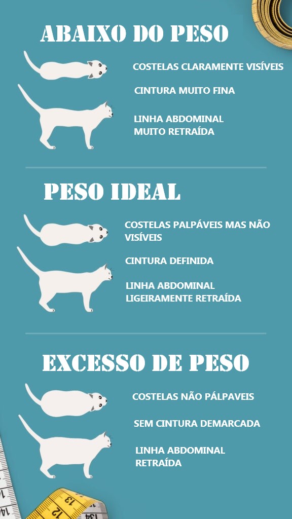 Infografik-Übergewicht-Katze-erkennen-576×1024 Tem um gato obeso? Observe o seu corpo