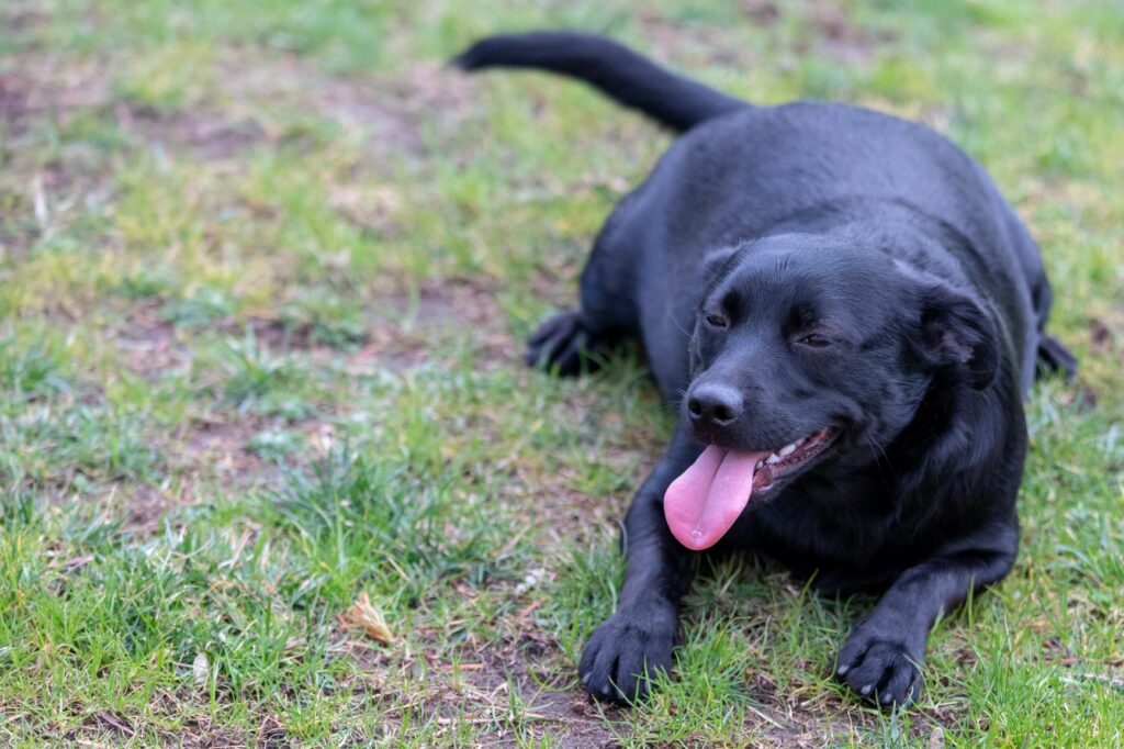 Excesso de peso e obesidade em cães podem causar problemas respiratórios