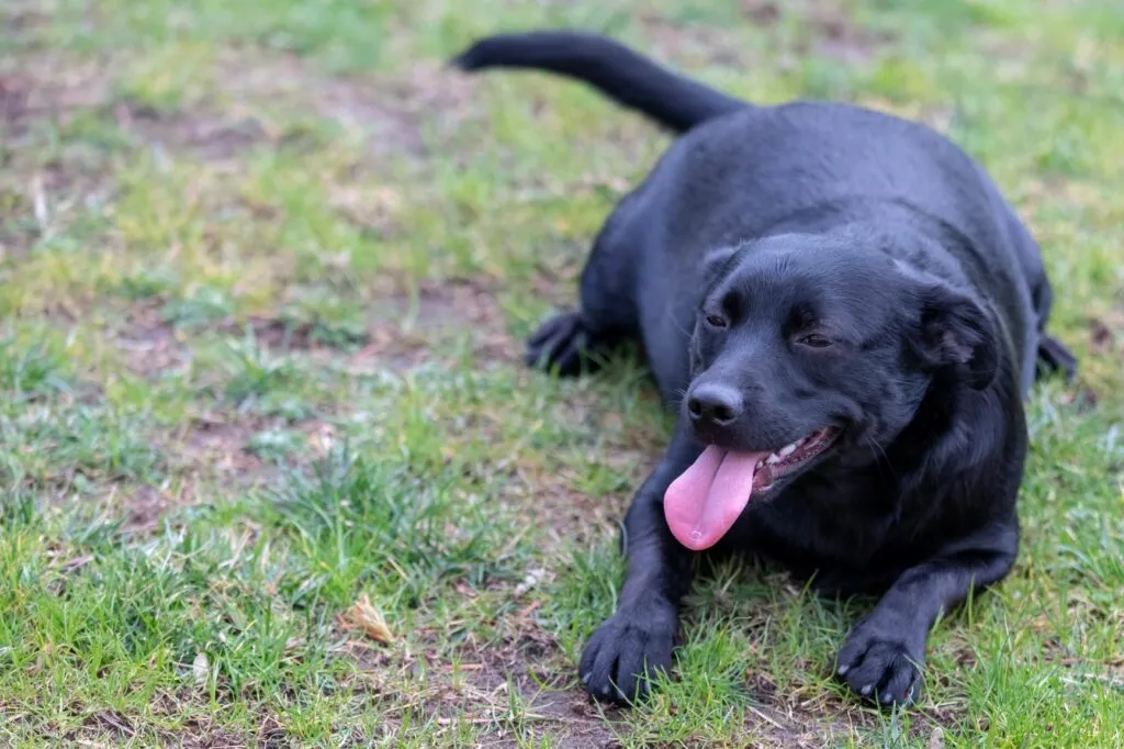 Labrador com excesso de peso Excesso de peso e obesidade em cães podem causar problemas respiratórios