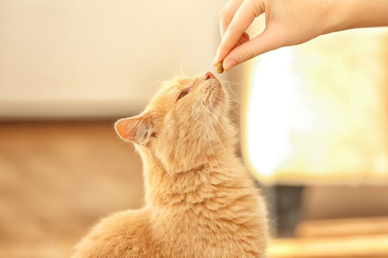 Young woman feeding her cute cat, close up view