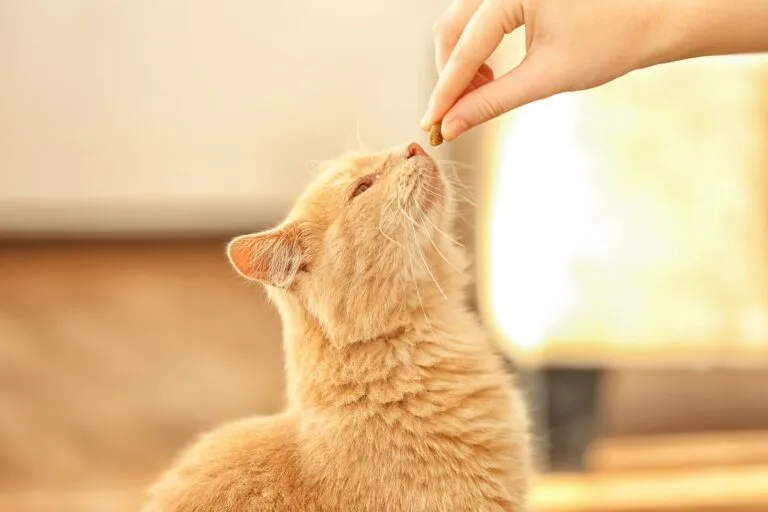 Young woman feeding her cute cat, close up view Young woman feeding her cute cat, close up view