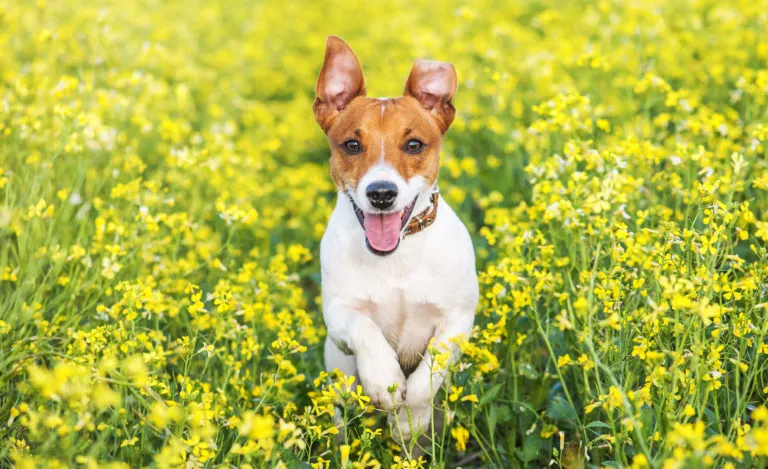Cão a correr no campo Parasitas dos cães: Na relva e ervas podem esconder-se números parasitas que podem atacar o seu cão, como por exemplo ácaros e carraças.