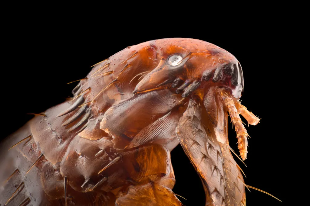Pulga Parasitas dos cães: imagem amplicada de uma pulga