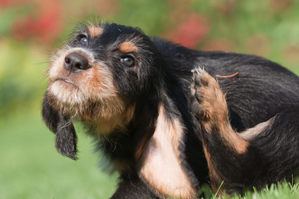 Parasitas dos cães: Comichão é um sinal clássico de uma infestação de pulgas.