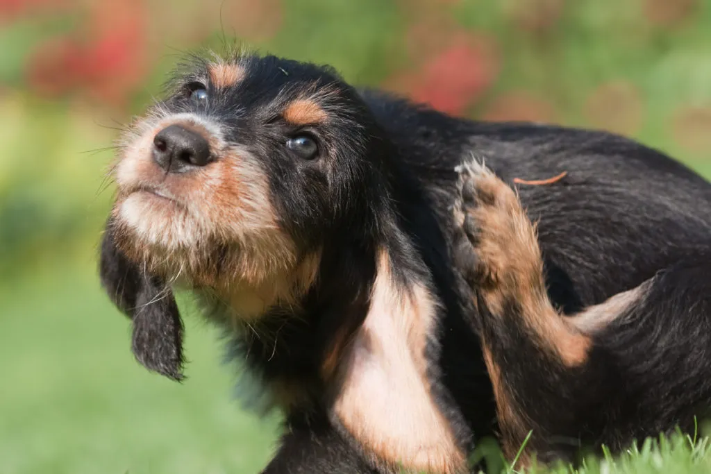 Pulgas nos cães Parasitas dos cães: Comichão é um sinal clássico de uma infestação de pulgas.