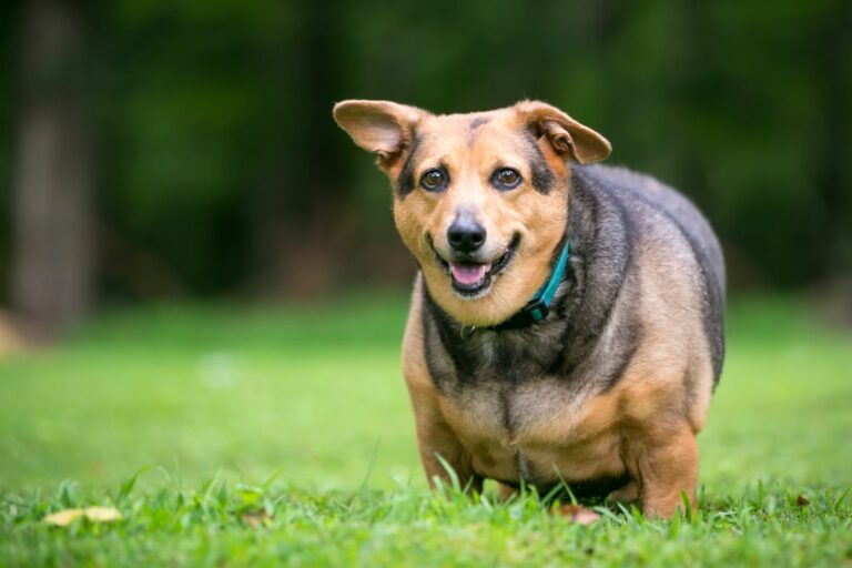 Excesso de peso e obesidade em cães: pode causar sérios problemas de saúde