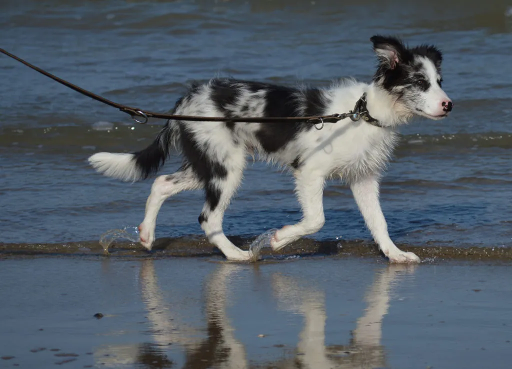 border-collie-merle-1024×738