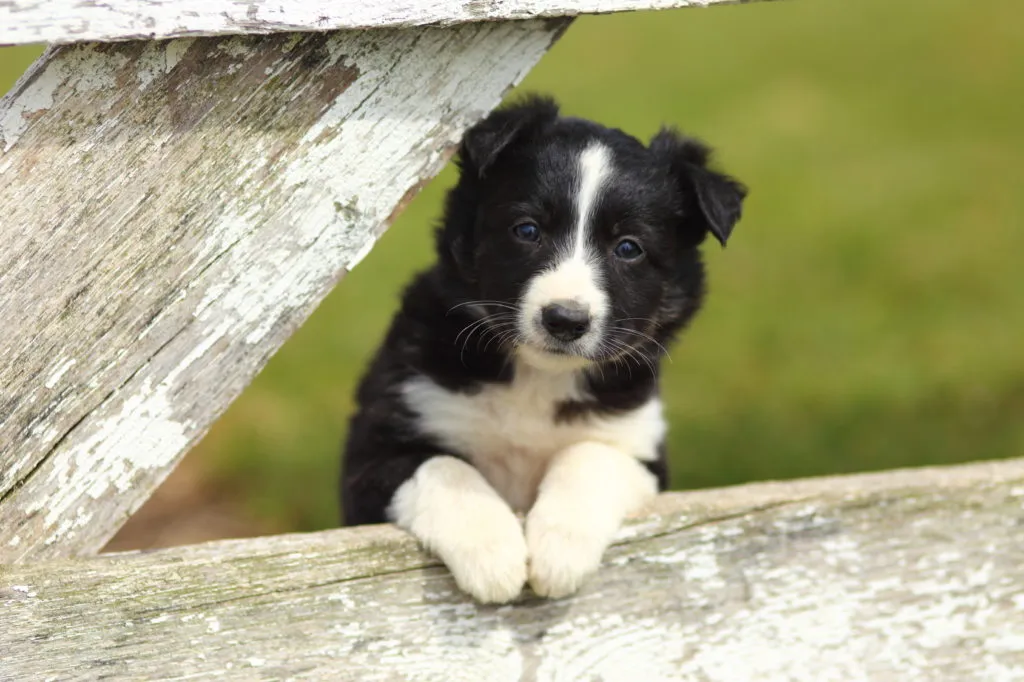border-collie-cachorro-1024×682