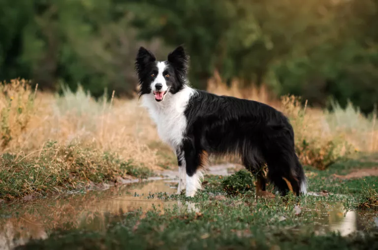 border collie no campo a olhar para a câmera