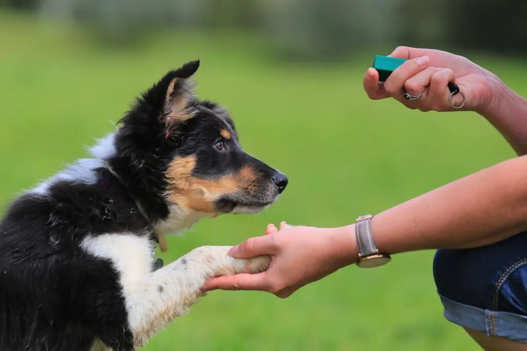 border collie em treino com clicker