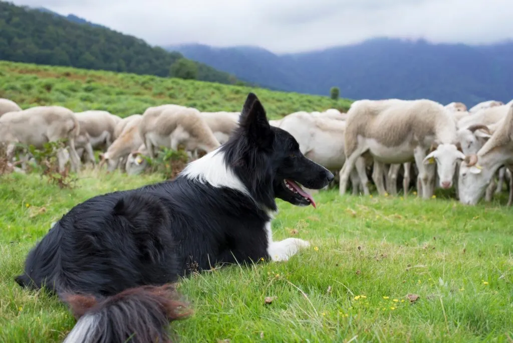 um border collie a vigiar um rebanho de ovelhas