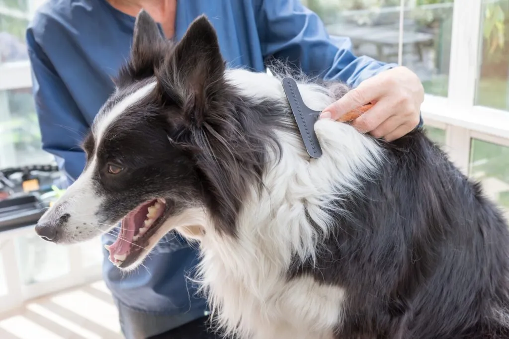 border collie a ser escovado
