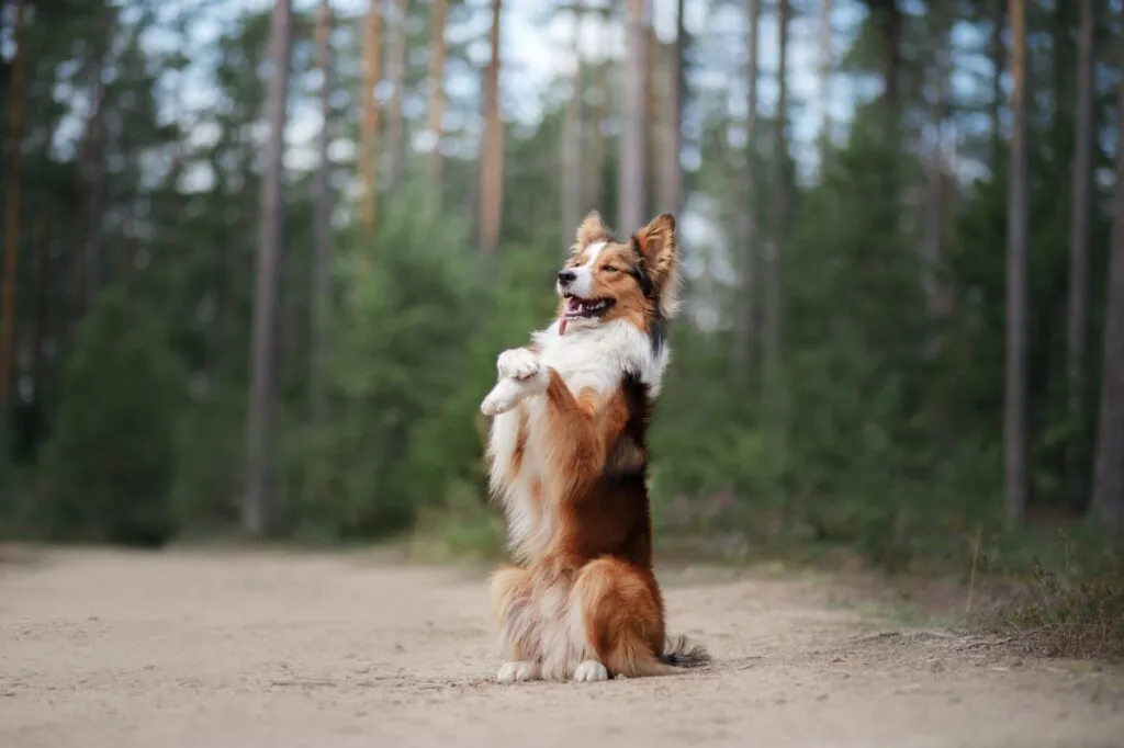 border collie 
