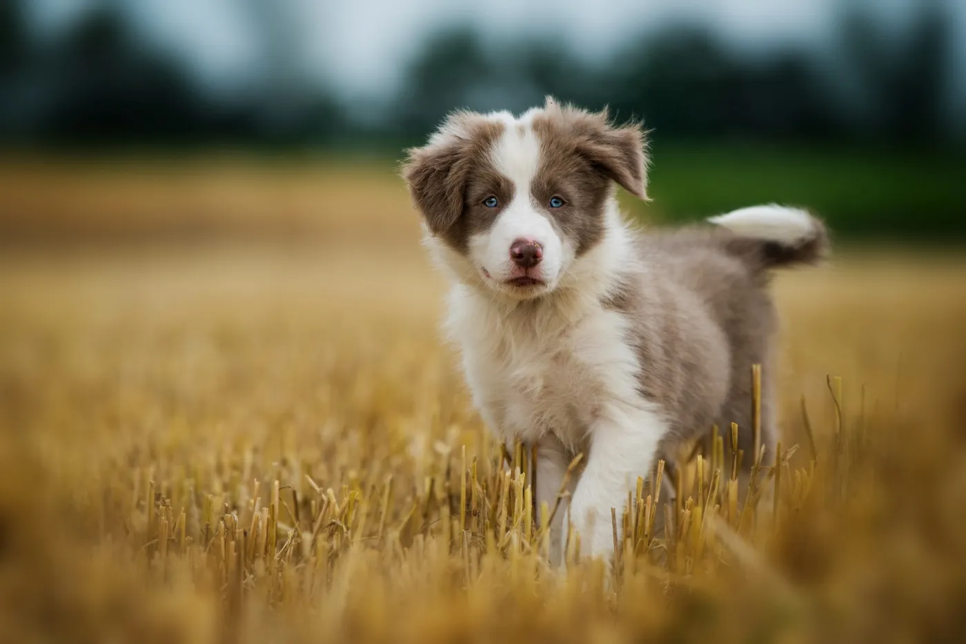 cachorro border collie com olhos azuis num campo amarelo