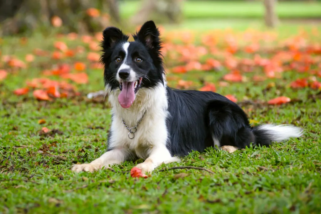 border collie deitado no jardim com l&iacute;ngua de fora