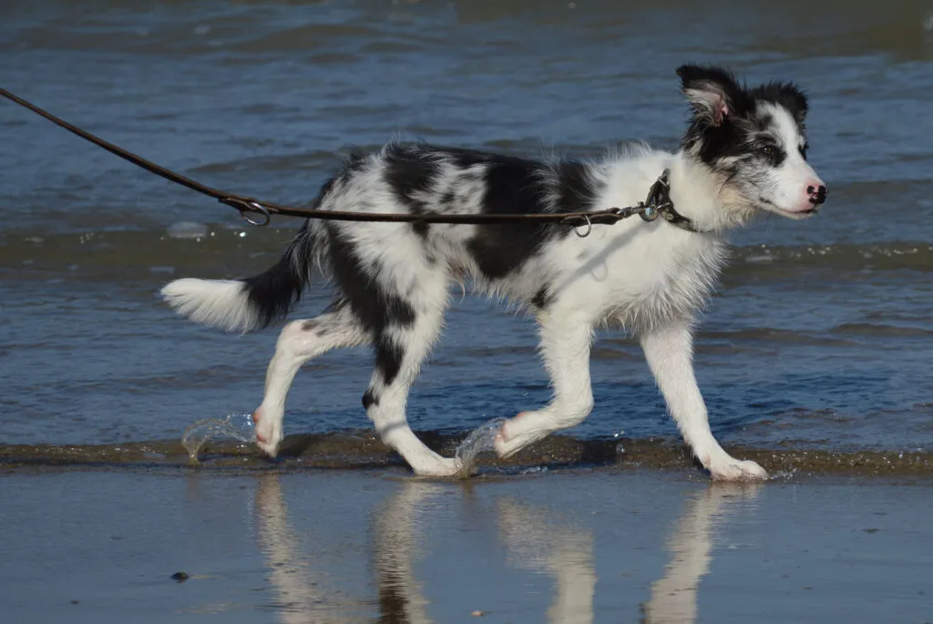 border collie na praia junto ao mar com trela