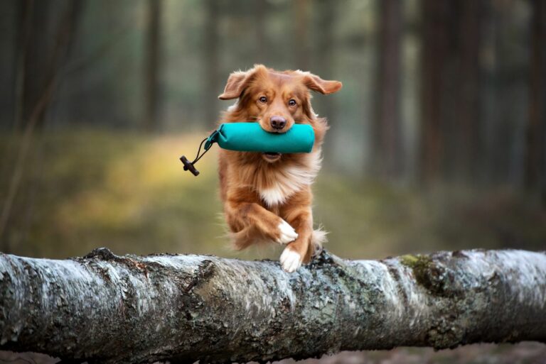 cão a saltar Exercícios físicos para cães para manter o peso ideal