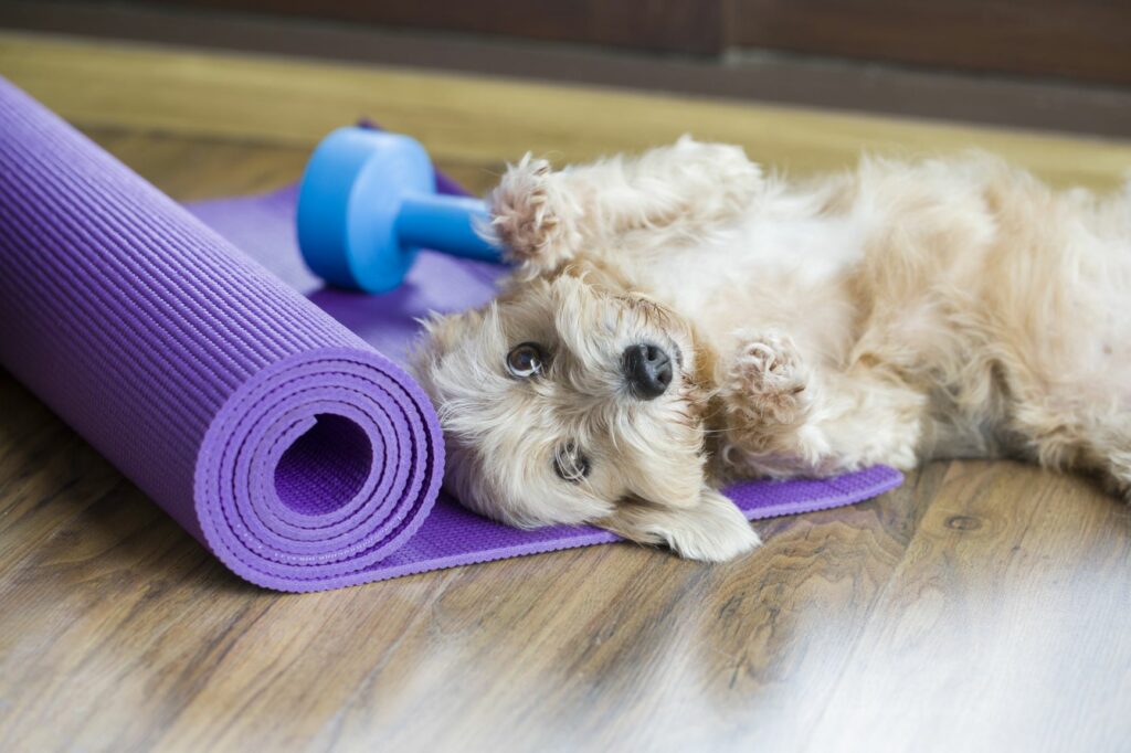 Exercícios físicos para cães: treinar com os donos é uma forma de motivar o cão