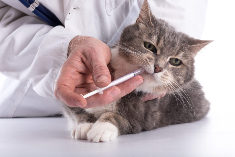 Vermes em gatos: os vermes podem atacar os gatos em qualquer altura da vida, mesmo os gatinhos